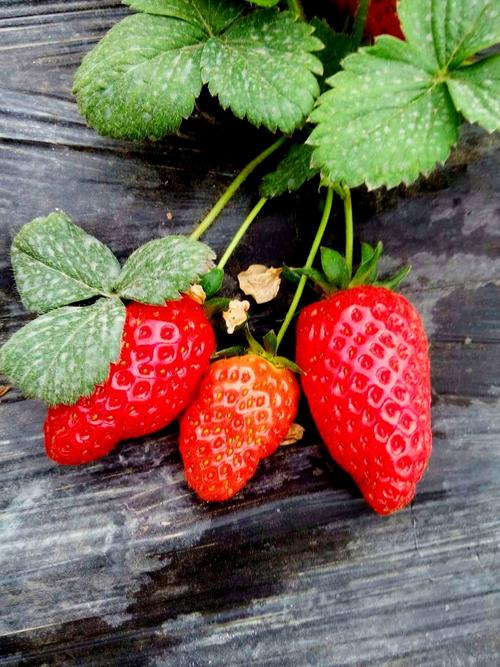 草莓是什么季节的水果百科