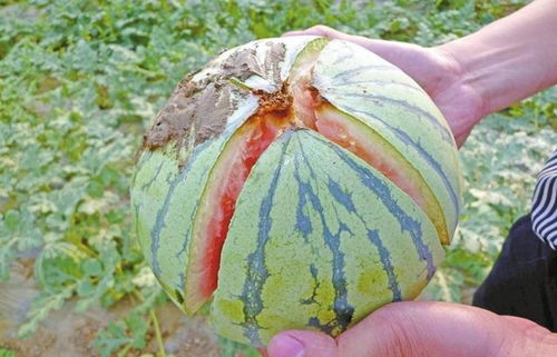 湖南一地执法公正获网友点赞，拍黄瓜不立案，彰显理性与包容