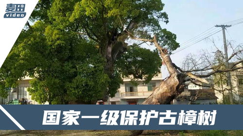 西湖边500年古樟树被撞断该怎么赔，责任、赔偿与生态保护的考量