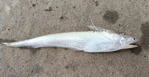 濒危物种黄河刀鱼现身济南，探寻背后的生态奇迹