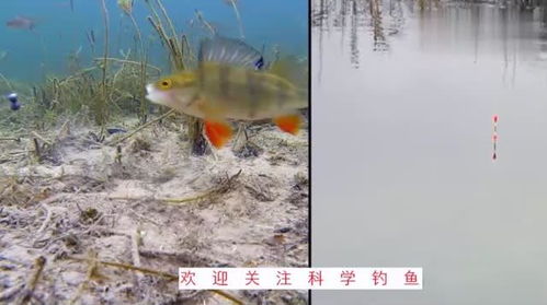 青岛崂山水库鱼类漂浮成灾？假的！