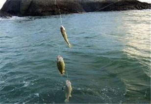 青岛崂山水库鱼类漂浮成灾？假的！