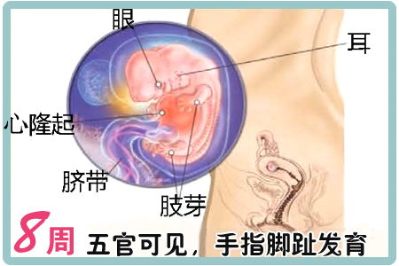 怀孕八个月的女胎儿发育情况及注意事项