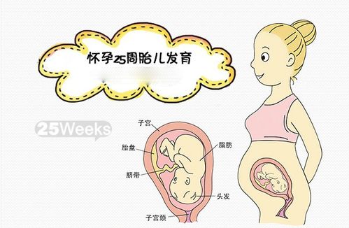 七个月胎儿的成长与发育特征
