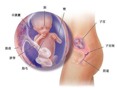 怀孕六个月女胎儿发育特征详析及孕期关怀指南