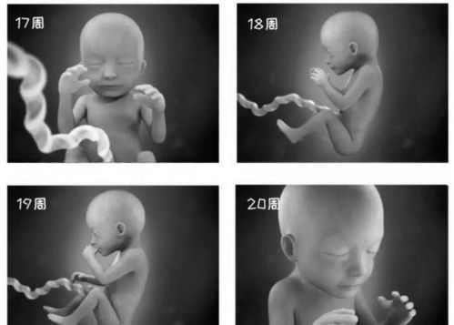 怀孕六个月女胎儿发育特征详析及孕期关怀指南