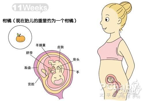 怀孕三个月胎儿发育详解及注意事项