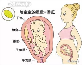 怀孕26周，关注胎儿发育与妈妈健康