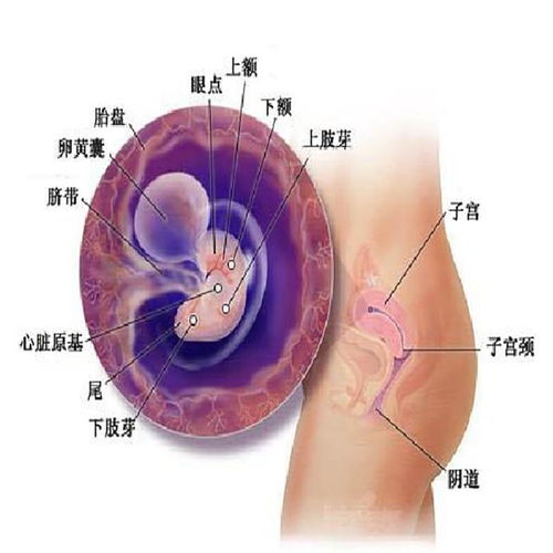 怀孕两个月胎儿发育详解及注意事项