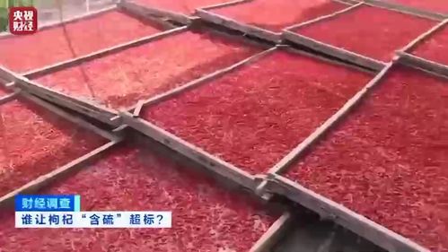 硫超标枸杞加工现场，被熏到泪流不止