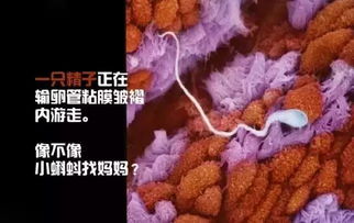 胎儿发育过程全解析，从受精卵到新生儿的奇妙旅程