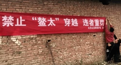 鳌太线上的无声警示，为何帐篷下的遗体未报警？