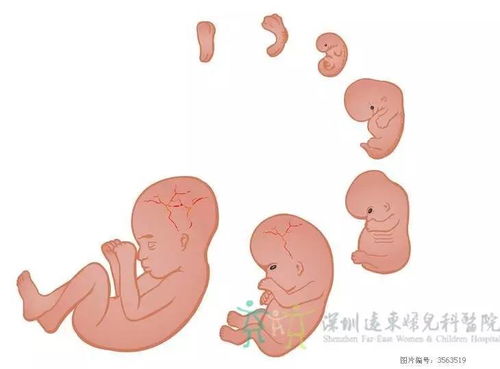 怀孕11周，宝宝的成长与妈妈的身心变化