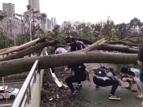 台风肆虐，网红餐厅损失惨重，千万价值毁于一旦