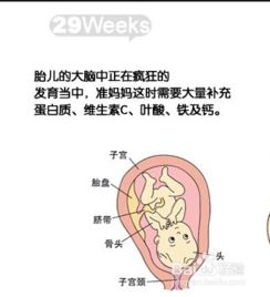 孕24周，关注宝宝发育与妈妈健康