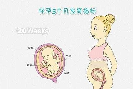 孕妇在怀孕四个月时的腹部变化及注意事项