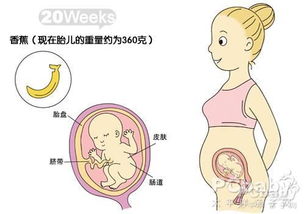 怀孕六个月胎儿的位置与发育状况
