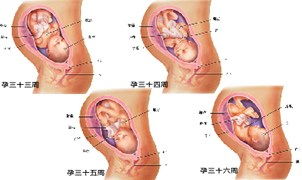 胎儿发育全过程详解及图解
