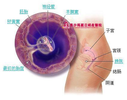 胎儿发育全过程详解及图解
