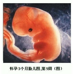 怀孕三个月的胎儿发育与护理要点