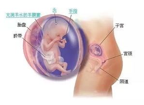 怀孕三个月的胎儿发育与护理要点