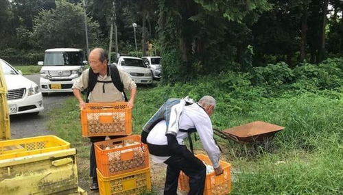 悲剧背后的警示，台湾老人捡蜗牛包粽子引发的思考