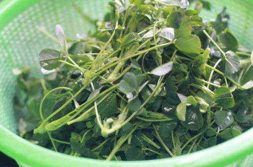 鹅不食草，孩子健康的小帮手
