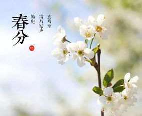 春分时节，以诗意的眼光迎接平衡之美