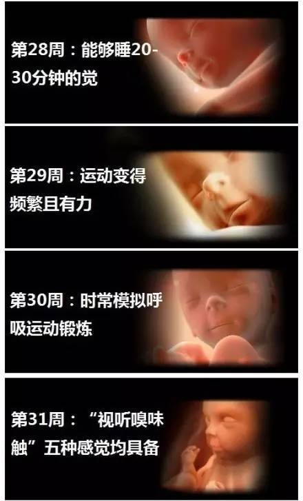 胎儿成长全记录，8个月大胎儿的成长与发育