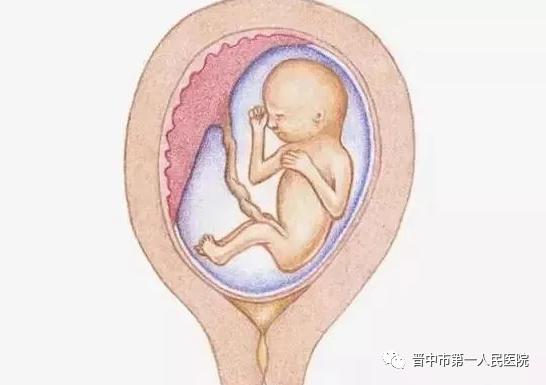五个月半胎儿的成长与发育要点