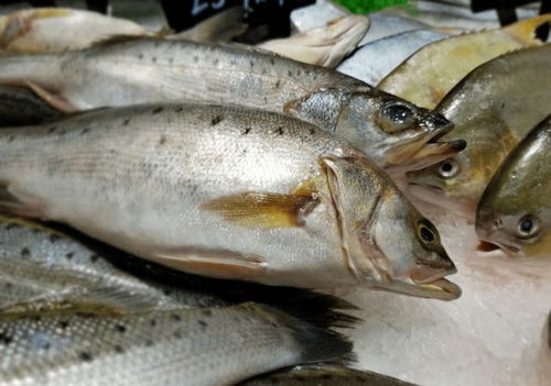 海鲈鱼的营养烹饪方式与育儿饮食建议