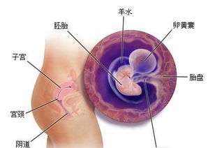 怀孕两个月胎儿发育状况详解及图像参考
