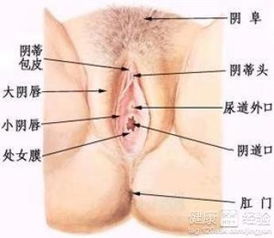 非淋菌性尿道炎的症状及其对儿童的影响