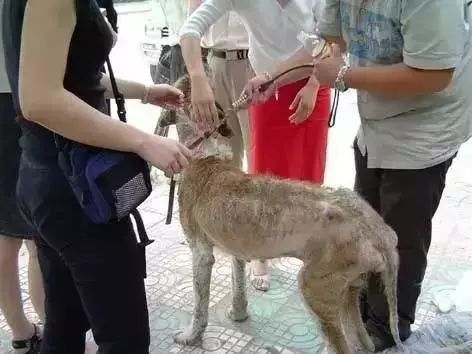 爱的奇迹，长沙走失狗狗独自归家，主人深情回应