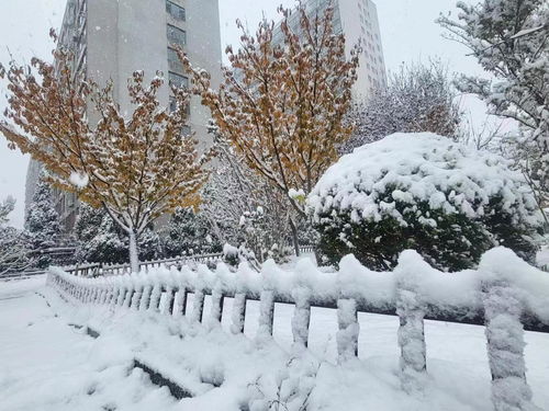 北京真的下雪了，一场冬日的浪漫邂逅