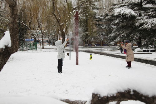 北京真的下雪了，一场冬日的浪漫邂逅