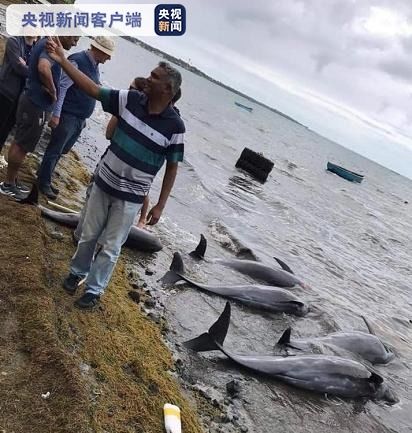 日本海域罕见事件，男子遭遇性受挫海豚袭击，引发人与自然共存深思