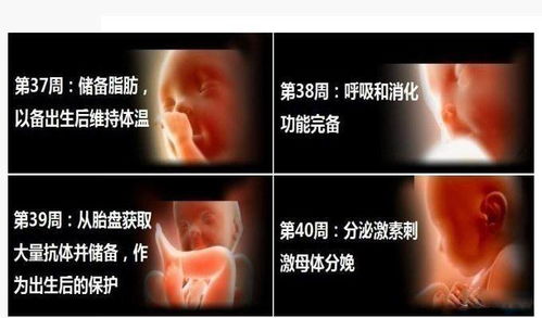 胎儿的生长过程，从受精卵到新生儿