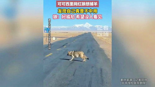 可可西里网红狼，从野性之灵到胖球的蜕变与反思