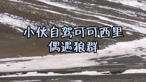 可可西里讨食狼越来越多，人类善意背后的生态隐忧