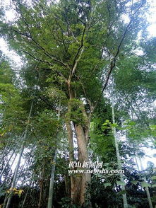 长白山发现珍稀古树群，自然奇迹与生态保护的双重奏章