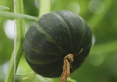 贝贝小南瓜的创意食谱与营养价值解析
