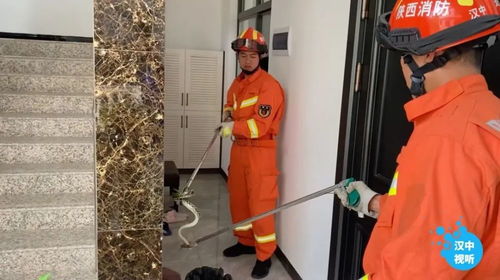 脂肪肝对儿童健康的潜在威胁及其预防措施