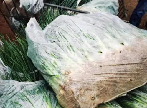 网友买到掉色葱 农科院回应，揭秘蓝色残留物背后的真相