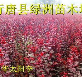 守护小苗的健康绿洲