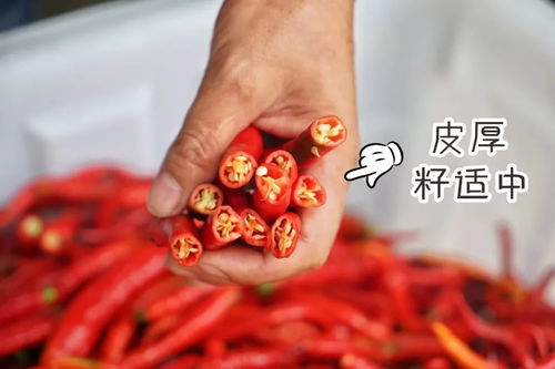 轻松腌制美味辣椒，让您的餐桌焕发光彩
