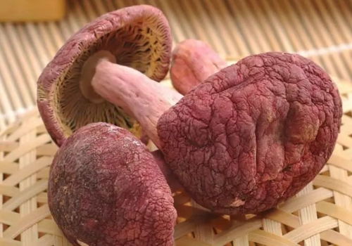 揭秘红菇的营养价值—让健康从食开始