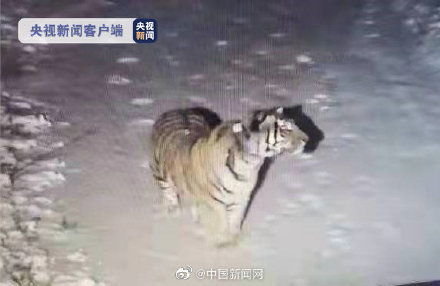 东北虎豹国家公园，巡护员英勇对抗黑熊袭击