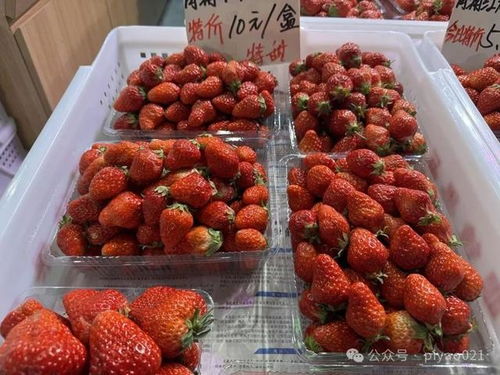 最近有草莓瘟不能吃草莓？假
