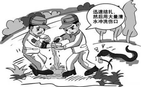 杭州大伯被蛇咬，用嘴吸毒液紧急入院，一场意外引发的生命警示